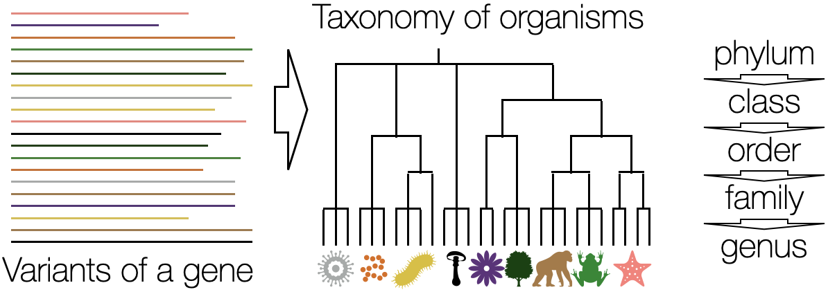 Classify Organisms
